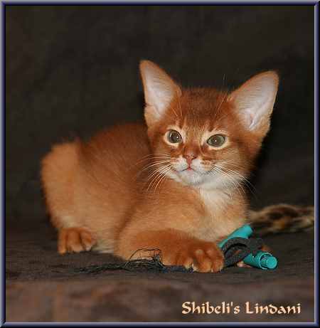 Abessinierkater Shibeli's Lindani